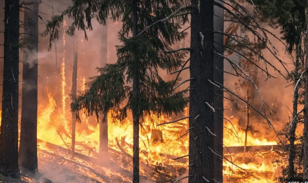 Waldbrand.PNG